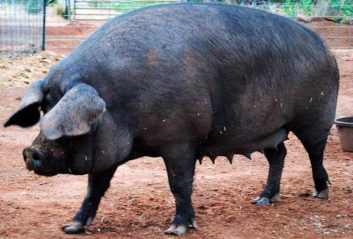 cerdo negro