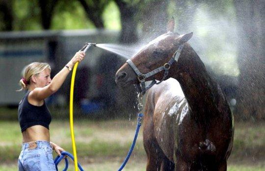 horse wash