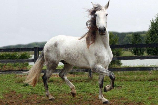 montar a caballo ibérico