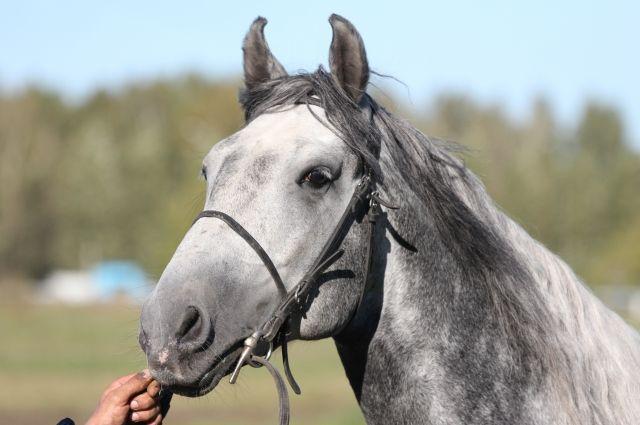 Caballo oriol