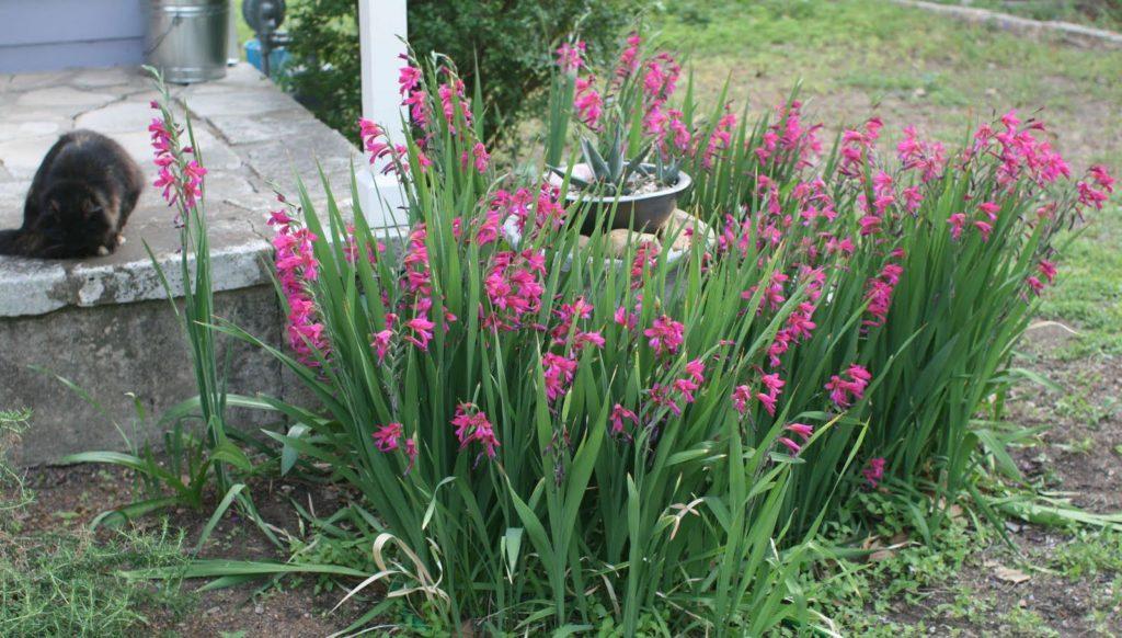 gladiolus bizantinski