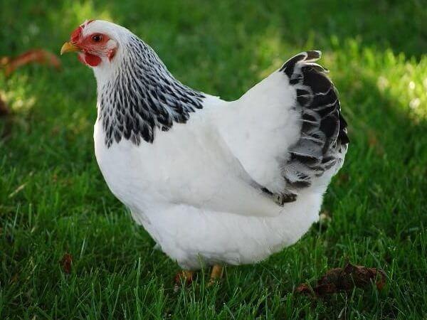 beautiful chicken