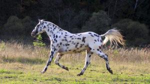 Altai-hevosrotujen kuvaus ja ominaisuudet, sisällön ominaisuudet