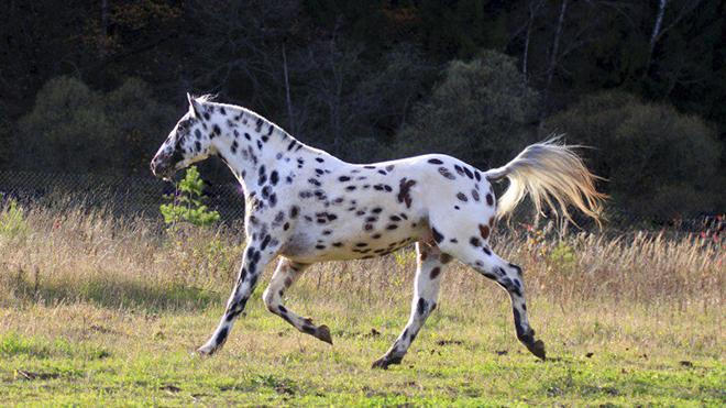 Race de chevaux de l'Altaï