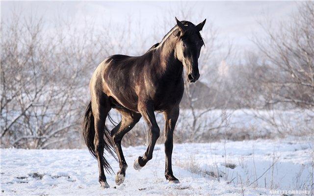 Race de chevaux Karachai