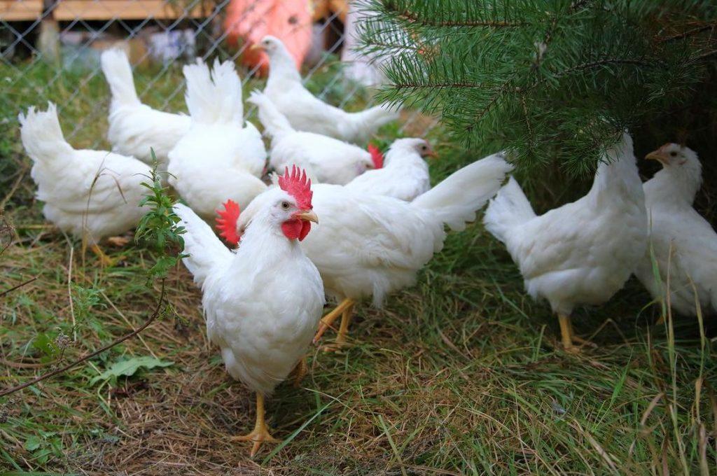 pygmy leghorn at 33 description