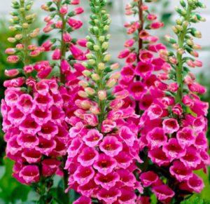 Digitalis planten en verzorgen in het open veld, zijn soorten en geneeskrachtige eigenschappen