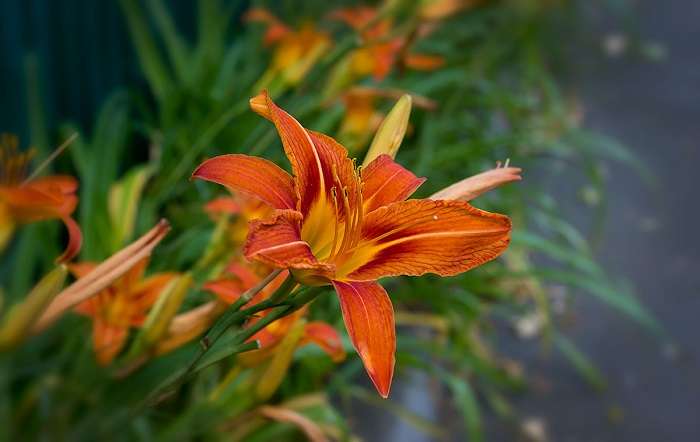 daylilies flowers