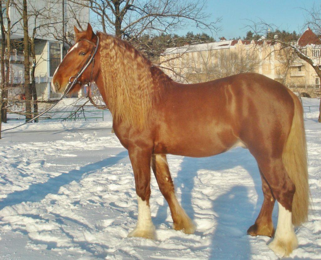 tiro del caballo