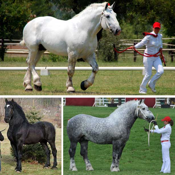 Percheron horses