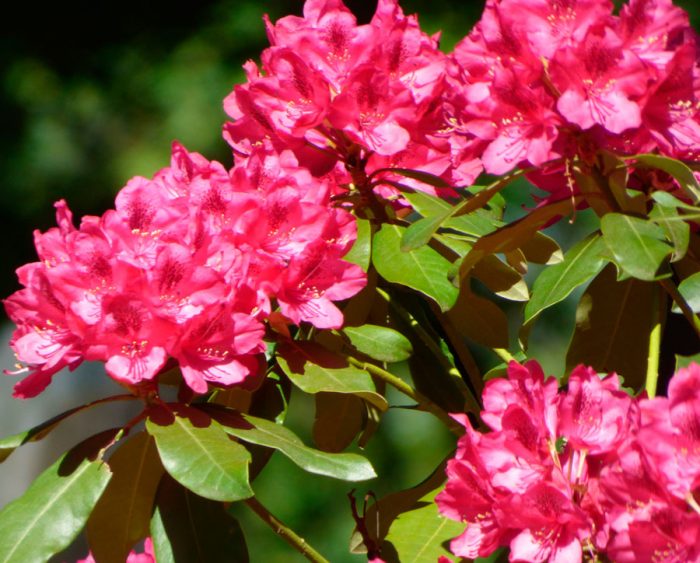 plantation de rhododendrons