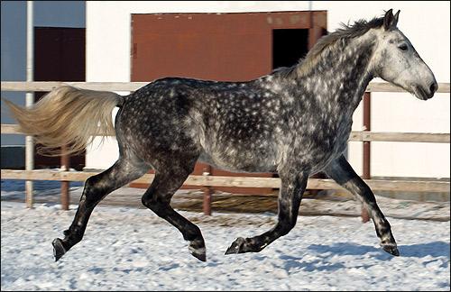 Cheval Oryol