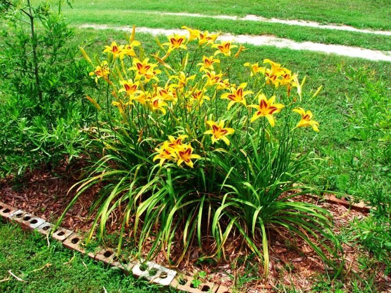 flores de azucenas