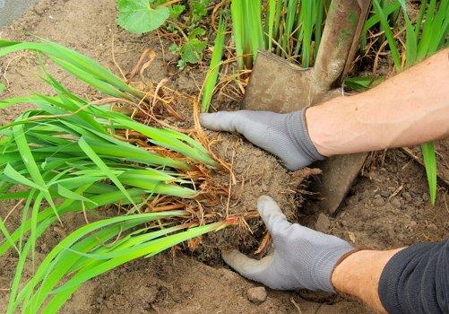 daylilies flowers planting