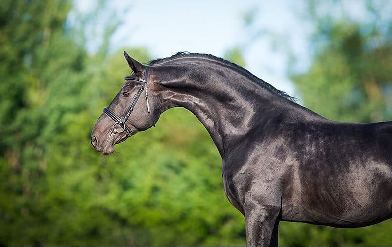 Race de cheval Holstein