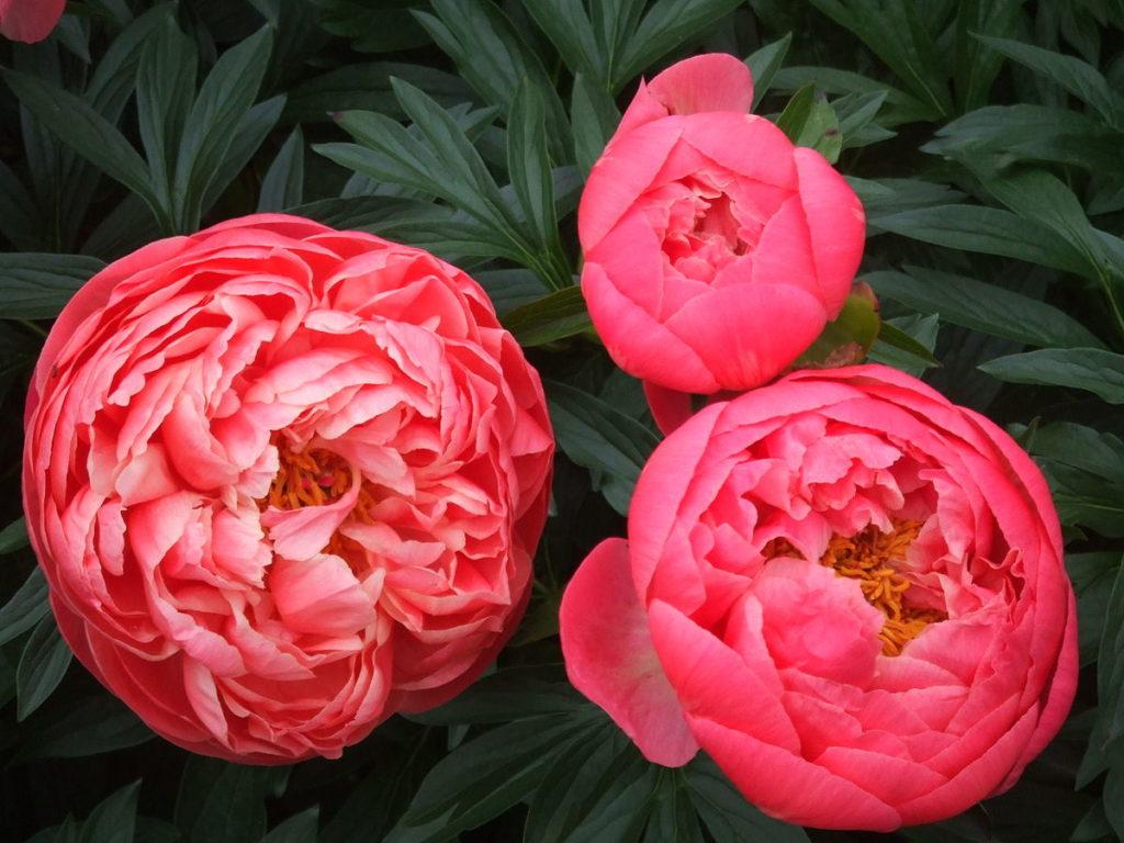 corail herbacé pivoine