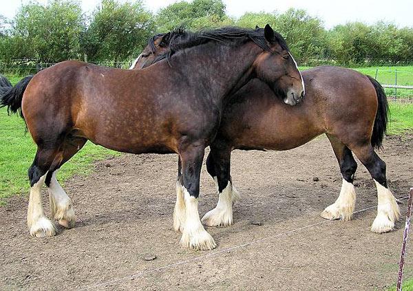 tiro del caballo