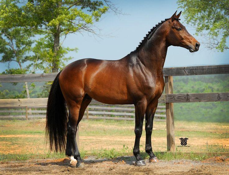 Trakehner horse breed