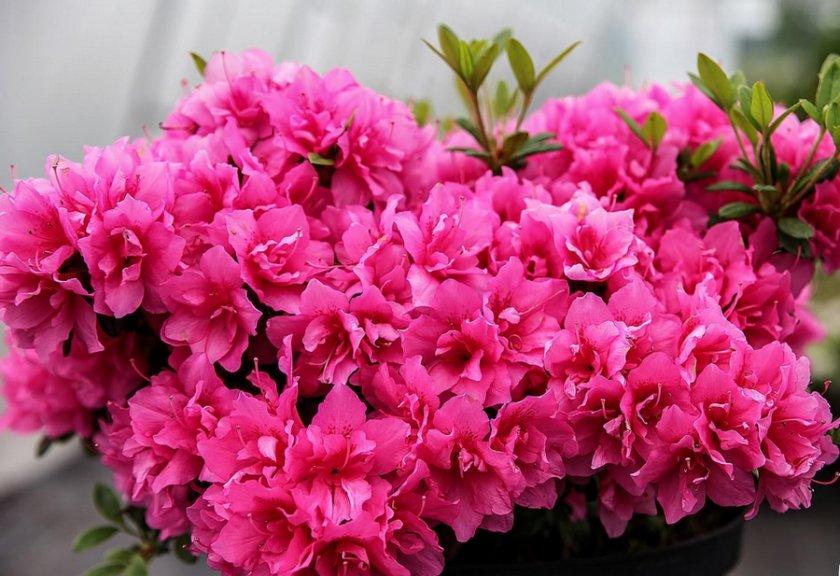 grand-mère de rhododendrons