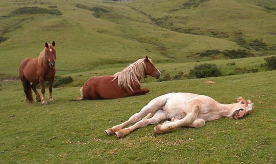 le cheval dort