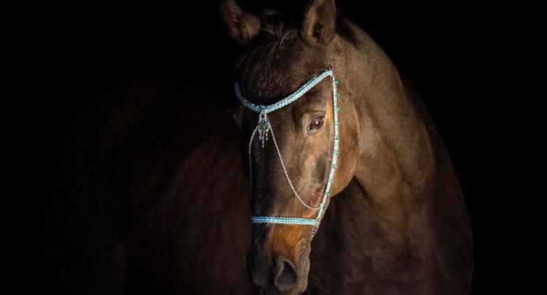 Domando a tu caballo a un cabestro