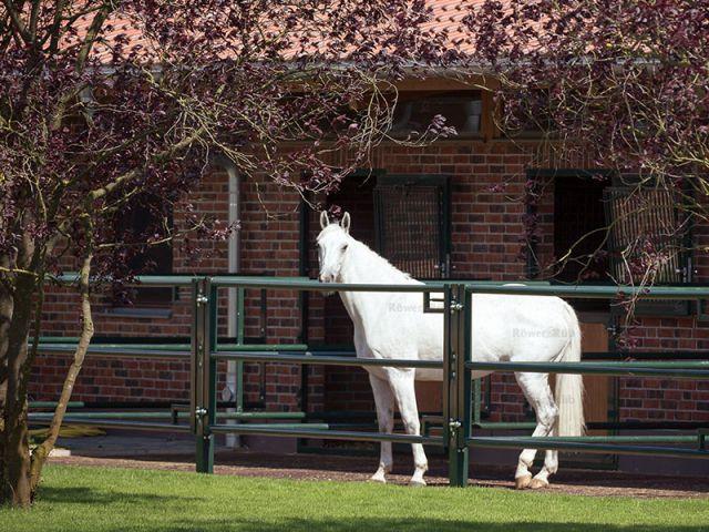 stalle de cheval