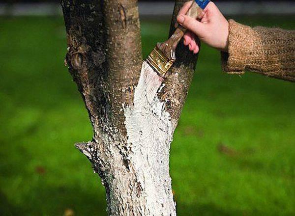 whitewashing an apple tree