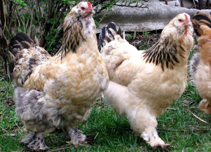 fluffy ushanka chickens