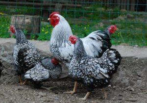 Descripción y características de las gallinas de la raza Hamburgo, características de reproducción y análogos.