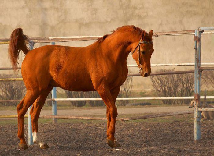 Budyonnovskaya breed of horses