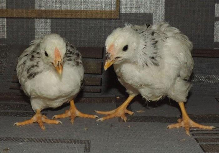 petits poulets