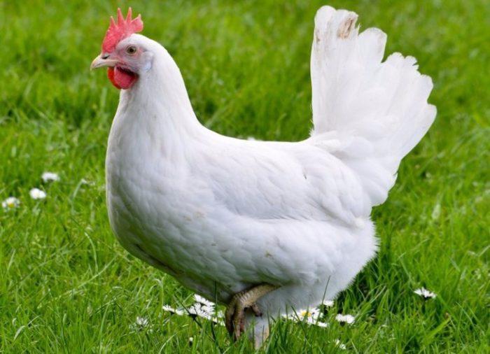 piggy leghorn na 33 opisa