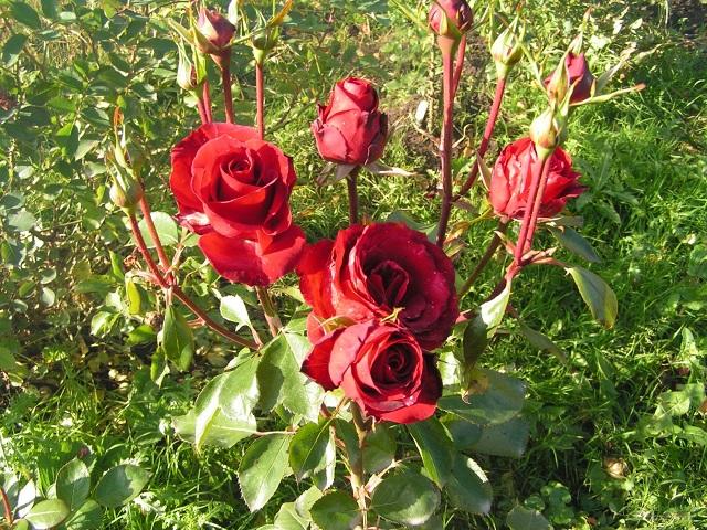 niccolo paganini rose