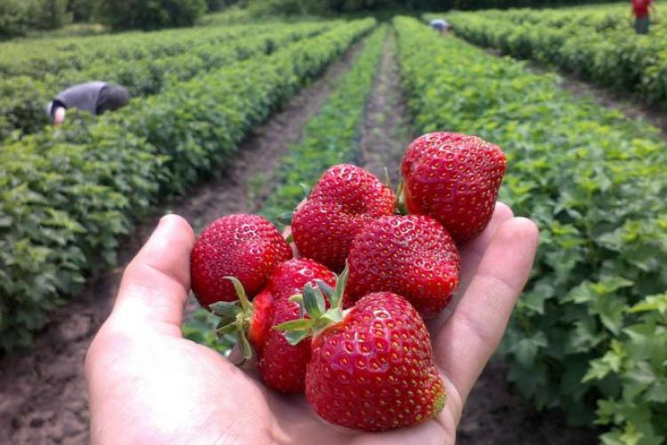 growing strawberries Honey