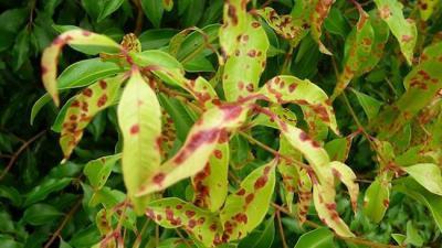 rust on lilies