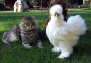 Names and descriptions of the best furry chicken breeds, their content and how to choose