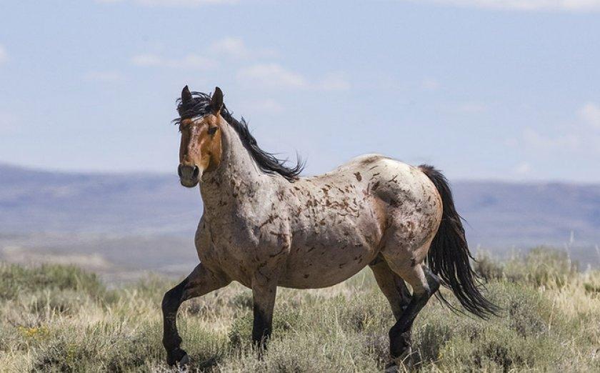 mustang horse