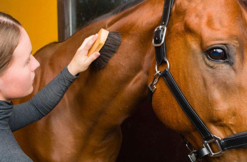 horse cleaning