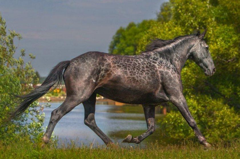 Karachai horse breed