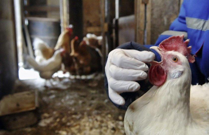 les poulets éternuent