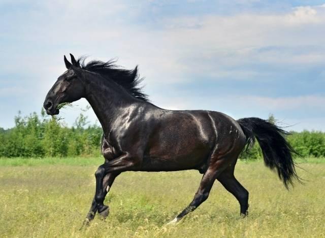 Raza de caballo kabardiano