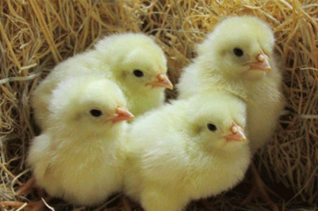 petits poulets