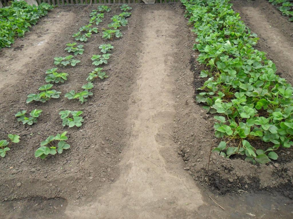 plantación de fresas