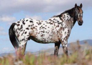 Popis a charakteristika koní Appaloosa, vlastnosti údržby a cena