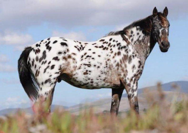 appaloosa kůň