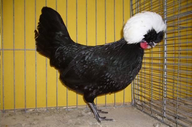 Ayam Belanda