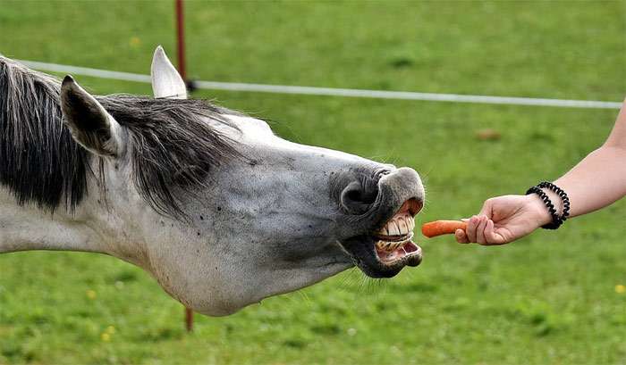 Altai horse breed