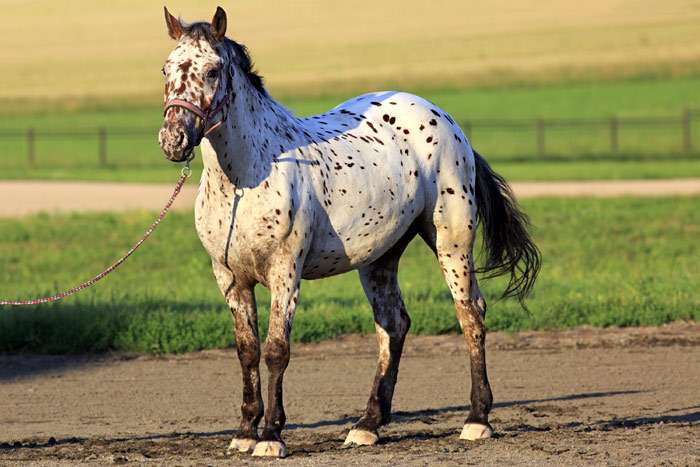 Race de chevaux de l'Altaï