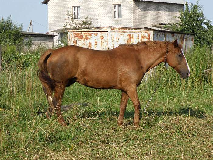 Caballo de arnés bielorruso