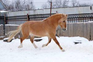 Paglalarawan ng mga kabayo ng Belarus harness breed at ang mga detalye ng kanilang pagpapanatili